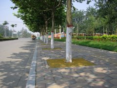 四川樹(shù)池篦子(zǐ)行(xíng)道(dào)樹(shù)使用(yòng)案例